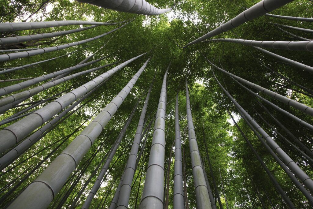 Sustainable moso bamboo forest