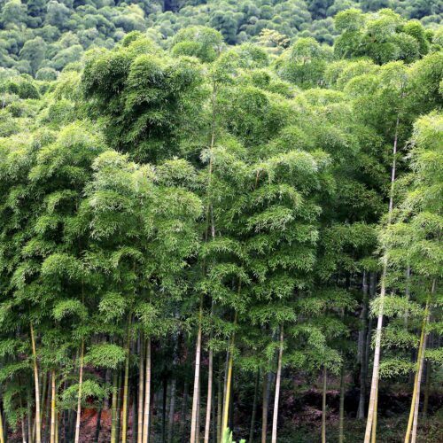 MOSO Bamboo growth